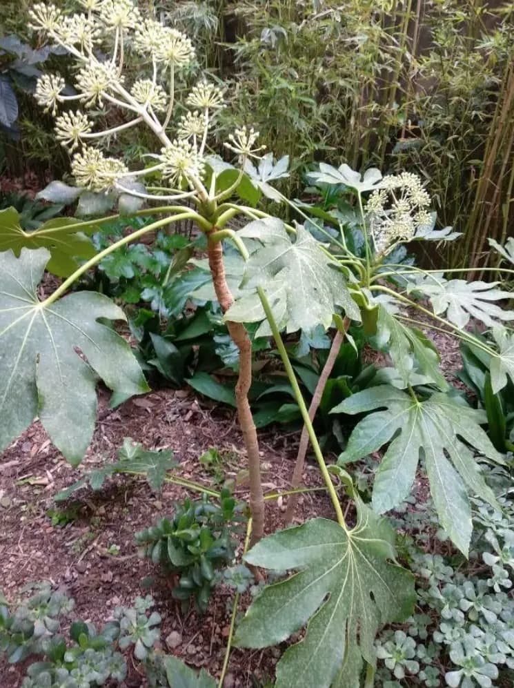 八角金盘：一种兼具观赏、净化与药用价值的植物