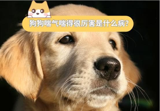 狗狗喘气喘得很厉害是什么病？别忽视，可能是心脏问题！