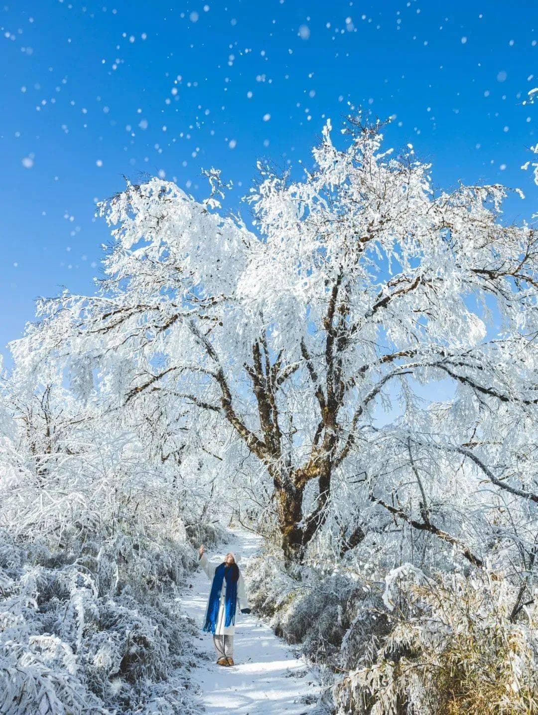 这个被《国家地理》盛赞的宝藏仙境——王岗坪！把川西冬日玩法的精华都揉在了一起~