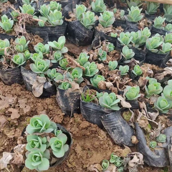 八宝景天是什么植物