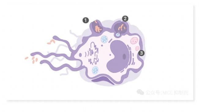 巨噬细胞在不同疾病下的功能变化及其激活和分化指南