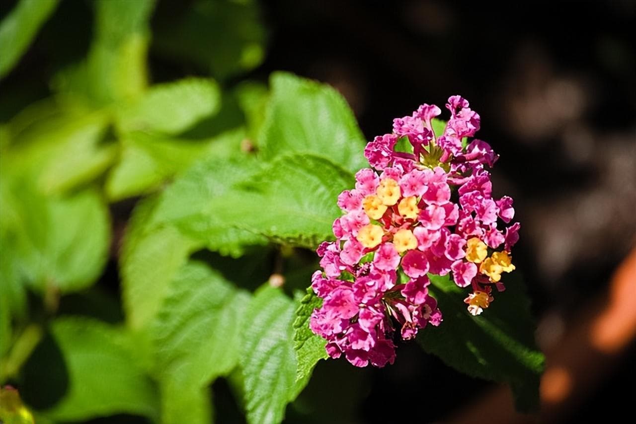 为什么假花比真花贵（真花假花哪个更好？）
