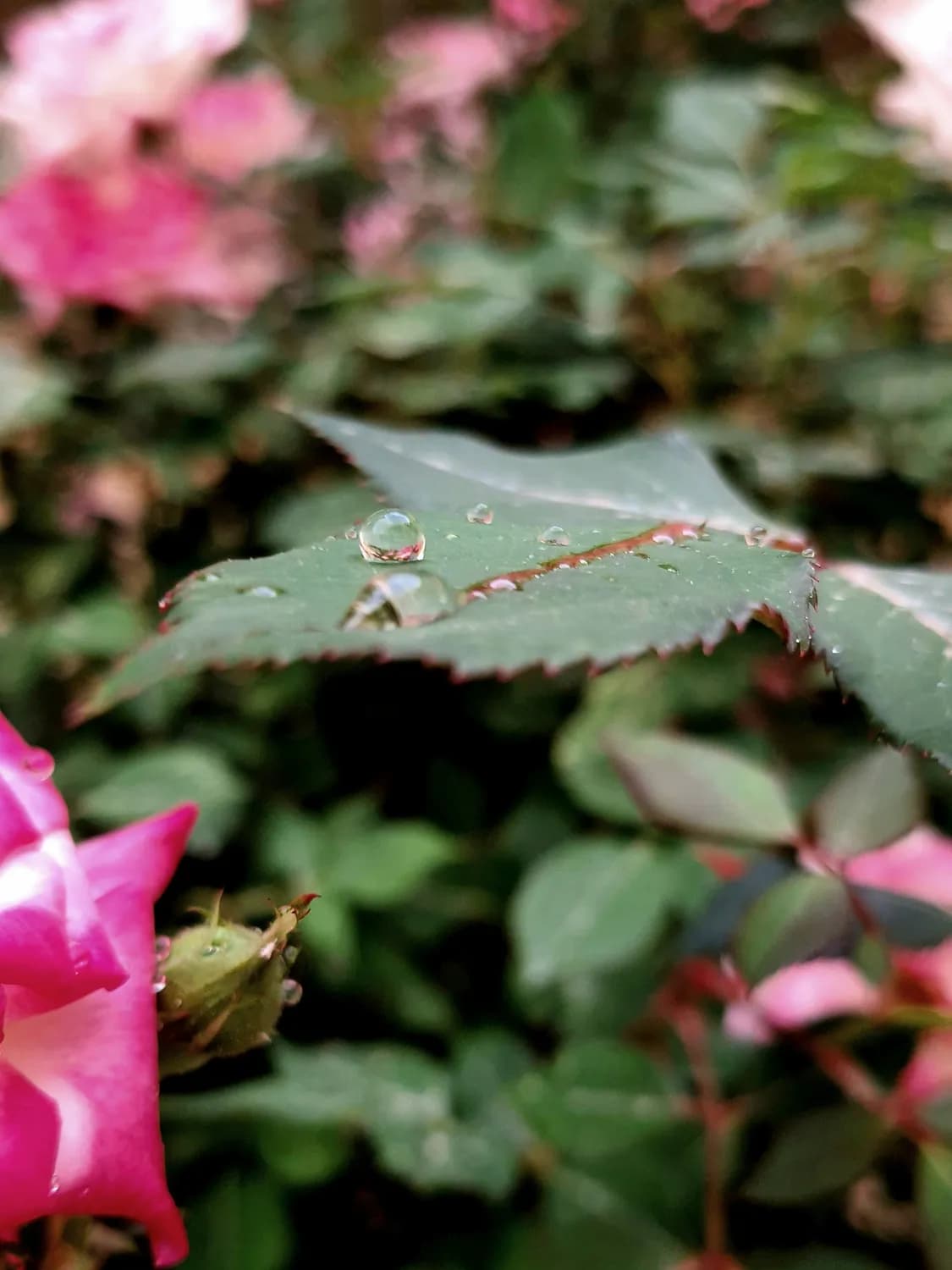 春季月季花病虫害防治全攻略