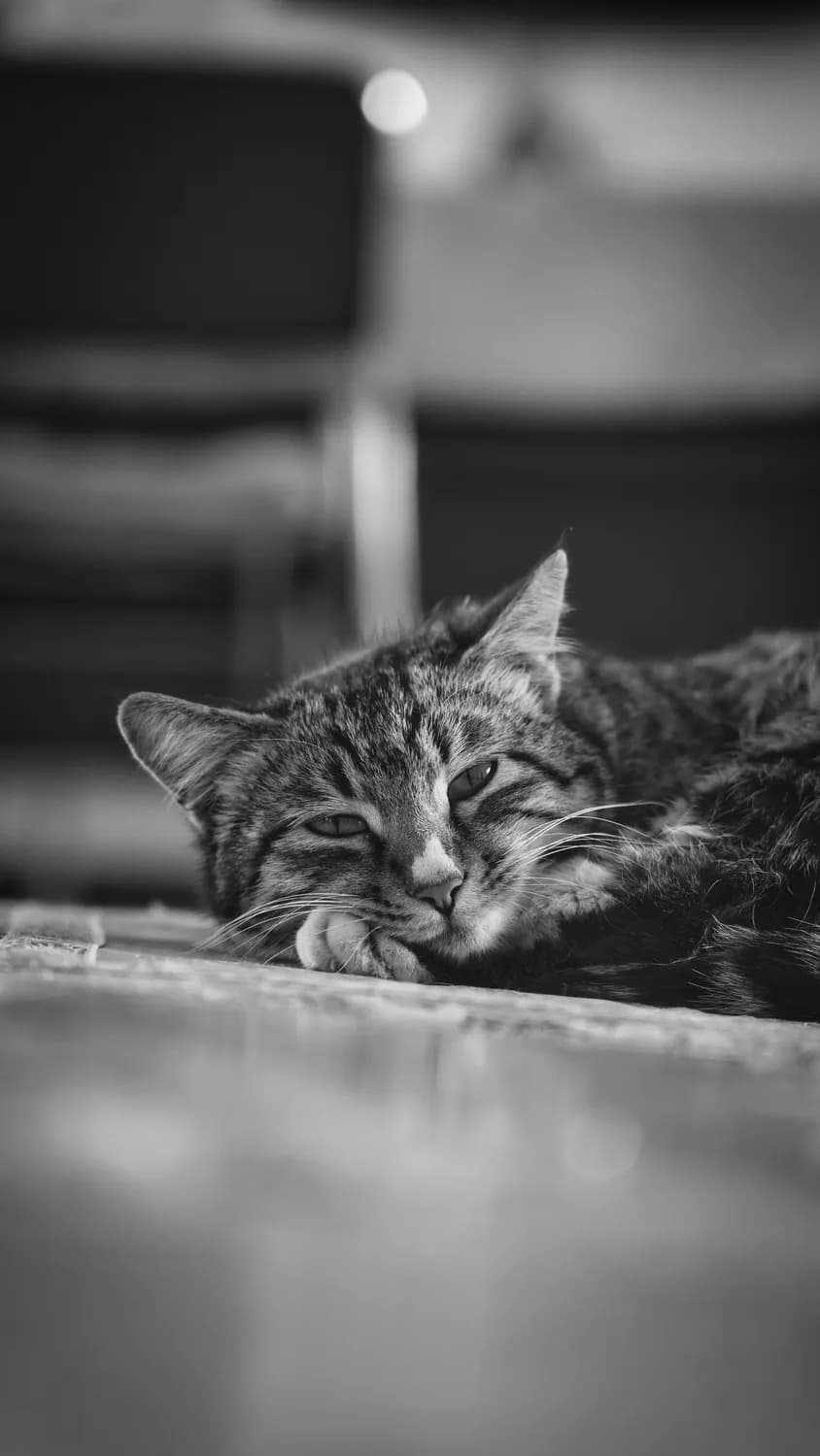 猫咪肾炎的7大预警信号，主人必知！