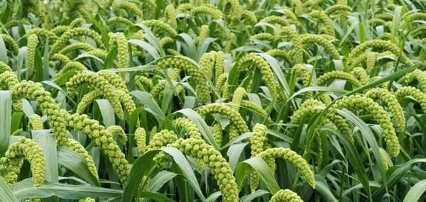 小米种植时间和方法是什么？小米种植注意事项有哪些？