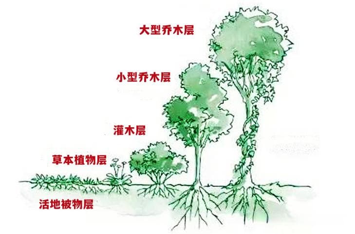 从高大乔木到低矮地被：园林植物七大类型详解