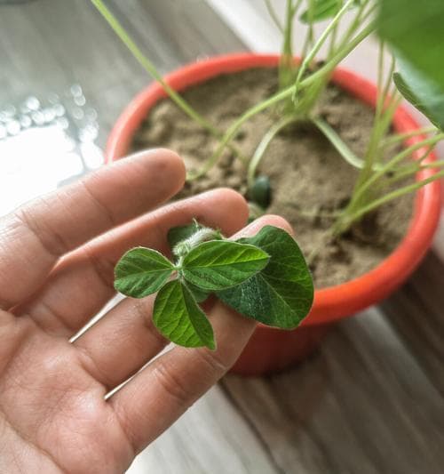 红豆发芽种植技巧（如何让红豆快速发芽并种植成功）