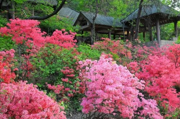 杜鹃花海惊艳“上线”！最新赏花路线来啦！