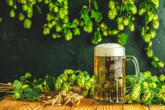 科学证实：5种植物“嗜酒”，喝啤酒更茂盛