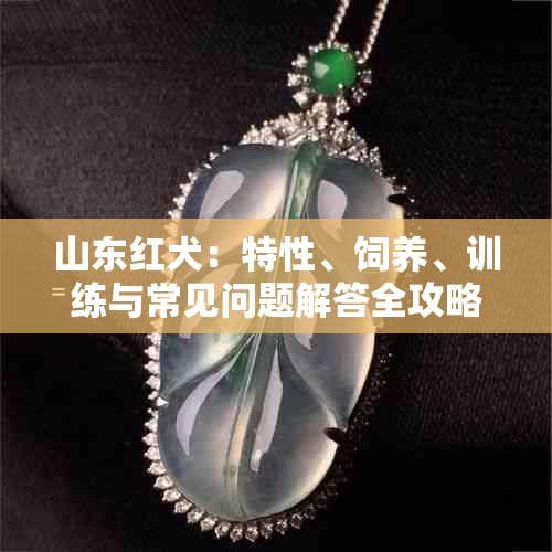 山东红犬：特性、饲养、训练与常见问题解答全攻略