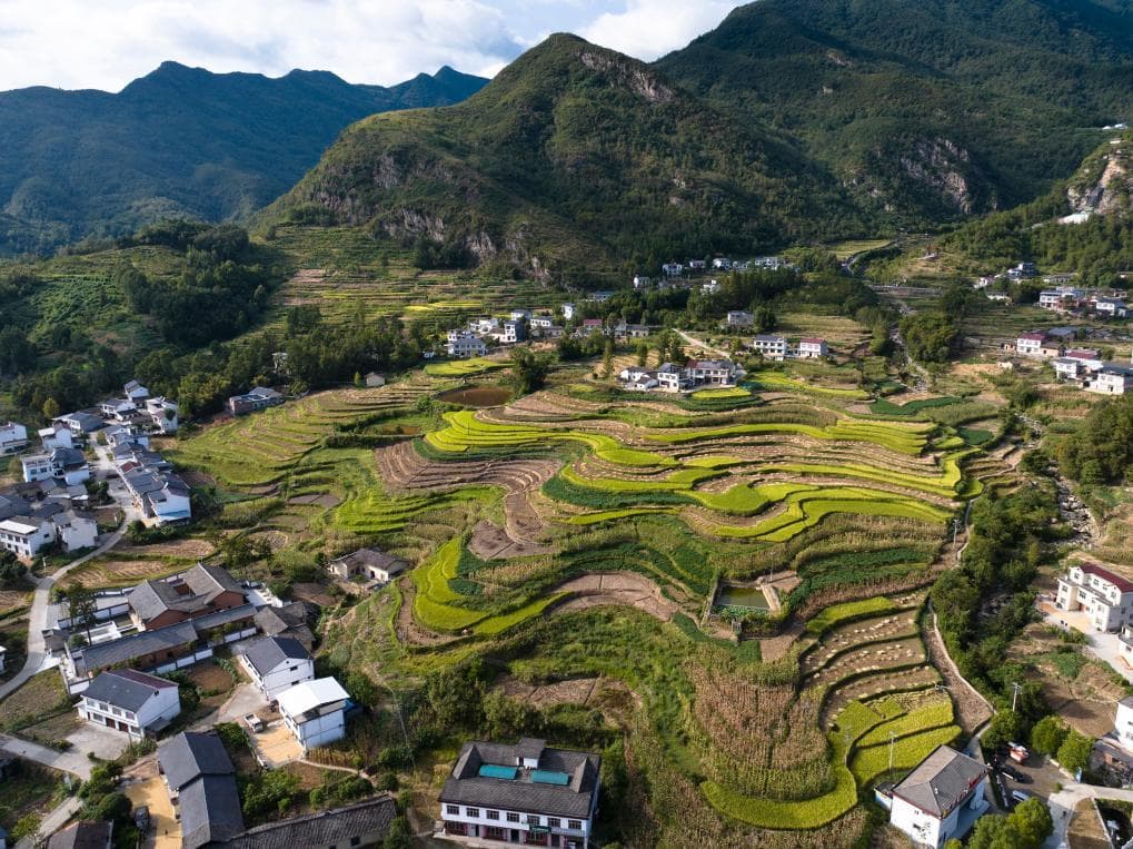 世界灌溉工程遗产凤堰梯田迎来“收获季”