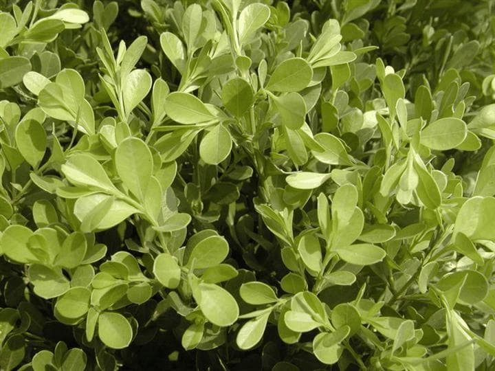 黄杨：一种常见的观赏植物及其亚类群