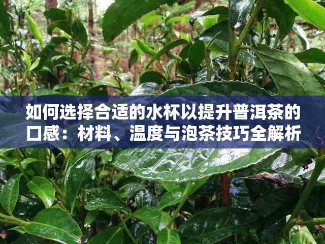 如何选择合适的水杯以提升普洱茶的口感：材料、温度与泡茶技巧全解析