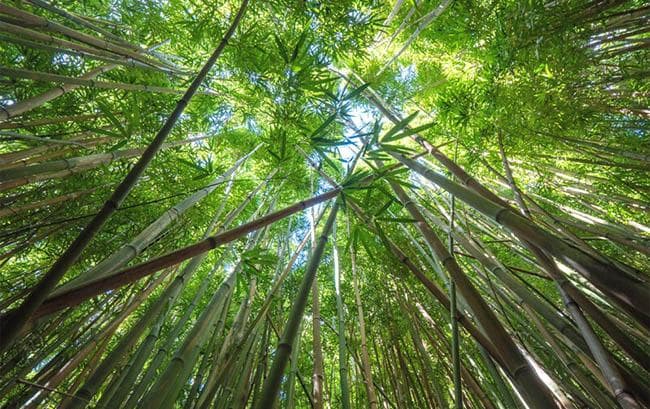 什么是竹粘胶纤维面料？– 终极指南