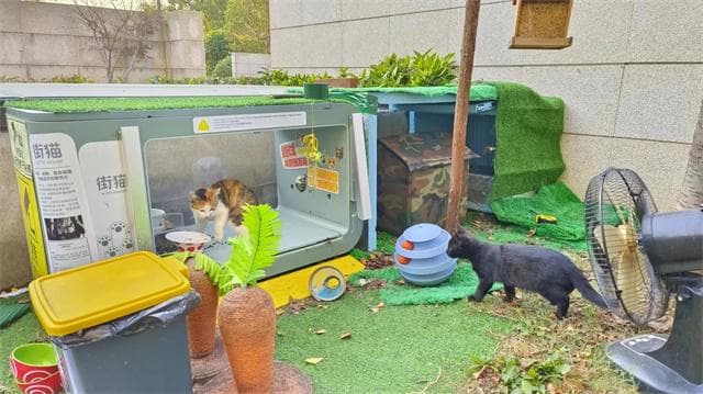 街猫App引发争议：智能投喂能否解决流浪猫问题？