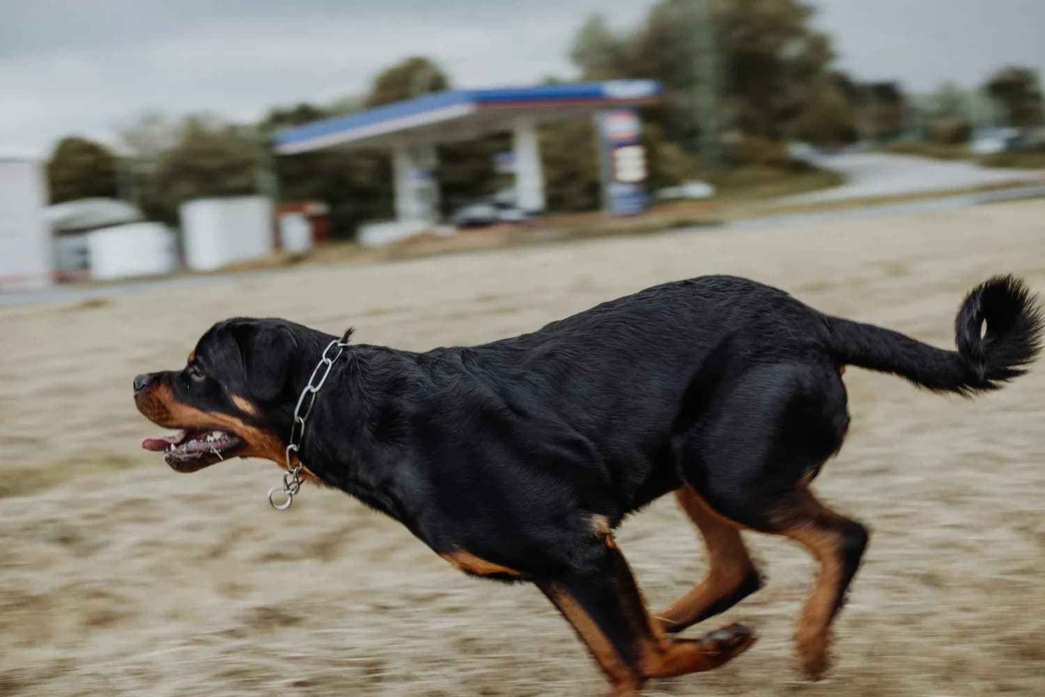 罗威纳犬再惹祸！各地禁养名单大揭秘
