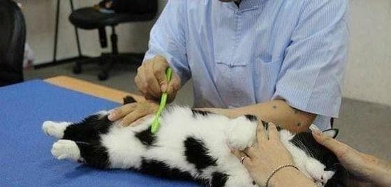 如何正确测量宠物猫的体温（猫咪健康监测小技巧）