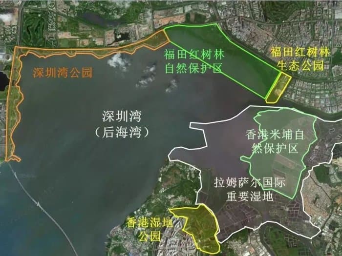 福田红树林生态公园观鸟攻略