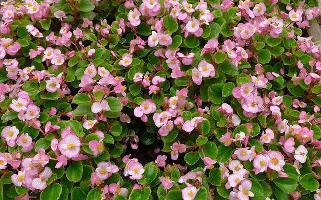 四季海棠花种子种植时间