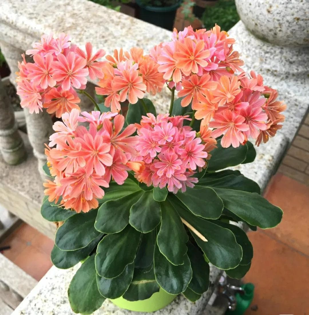 多肉会开花吗花期多长时间（这4种多肉开花很漂亮，越养越喜欢）