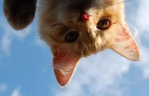 猫咪耳朵会说话：6个细节帮你读懂爱宠心声