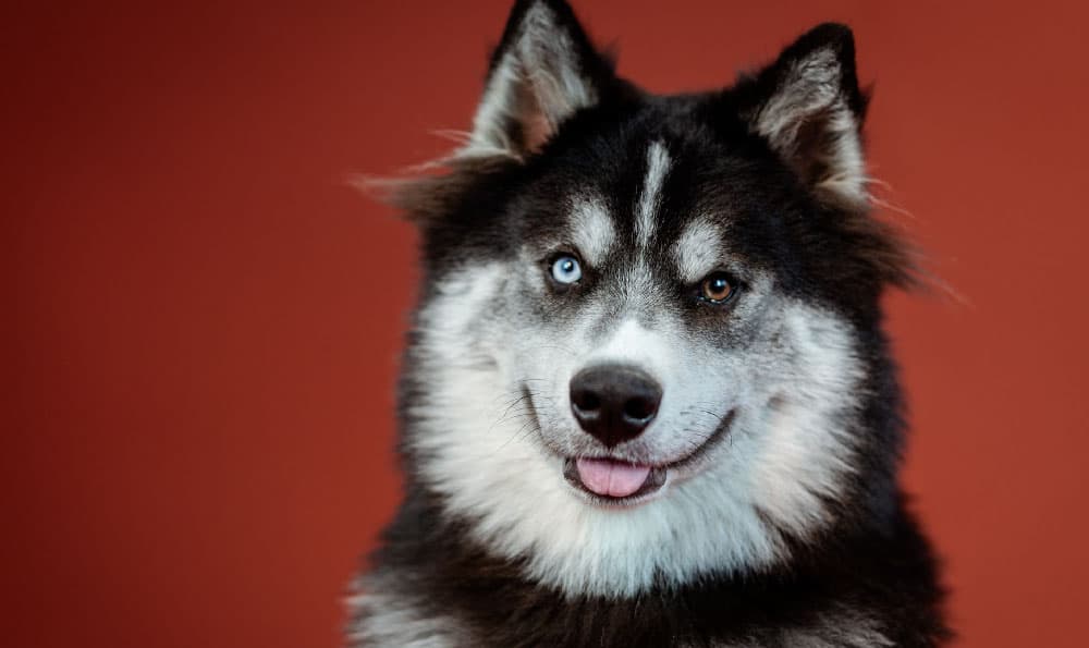 小型温顺好养的宠物犬，小型温顺好养的宠物犬品种