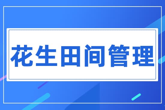 6月花生如何进行田间管理?