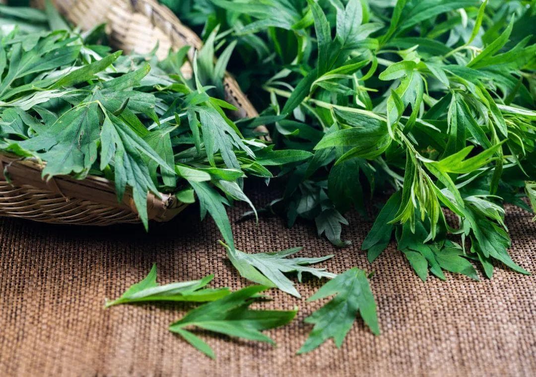 用艾叶煮水洗头，不到1个月，3大好处找上门