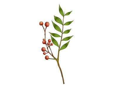 花椒：性温味辛，具有温中止痛、杀虫止痒之效