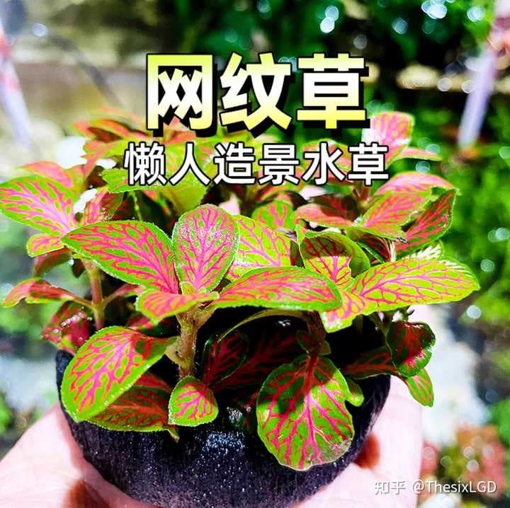 鱼缸养植必读：真假水草识别与正确养殖方法