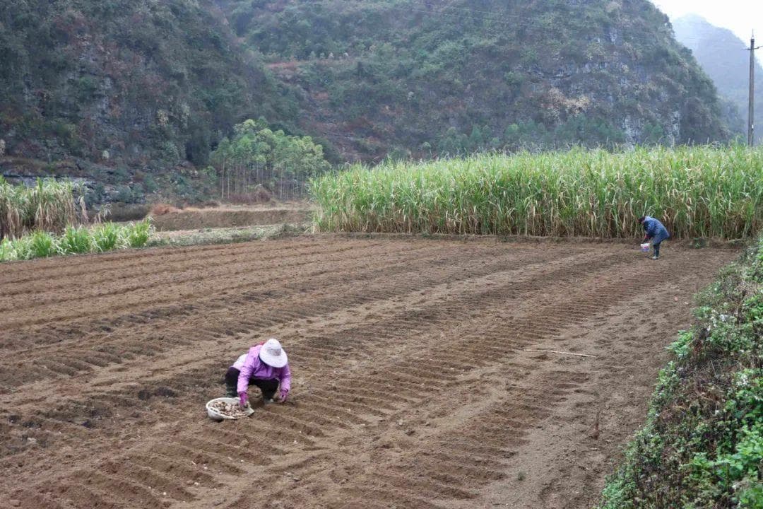 田间春耕忙 种出好“姜”来