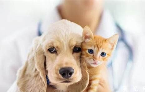 猫能不能吃鸡肝？专家告诉你真相