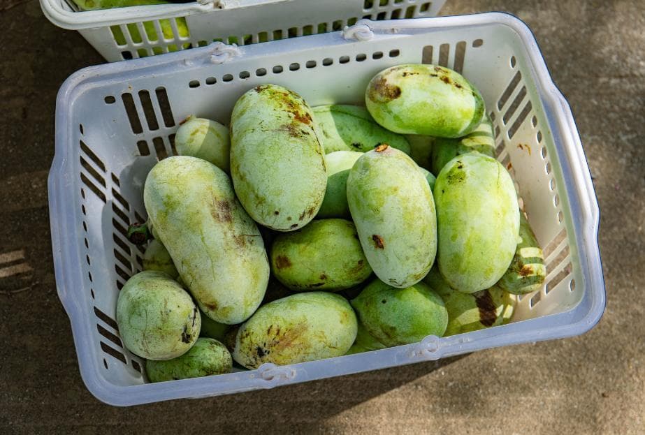 “崇明出品”的泡泡果，你吃过吗？