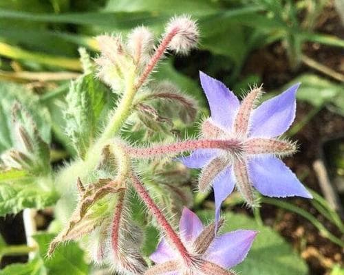 共生植物：自然界中的合作艺术