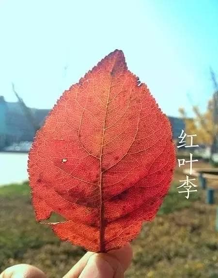 22种秋叶，你知道他的名字吗？
