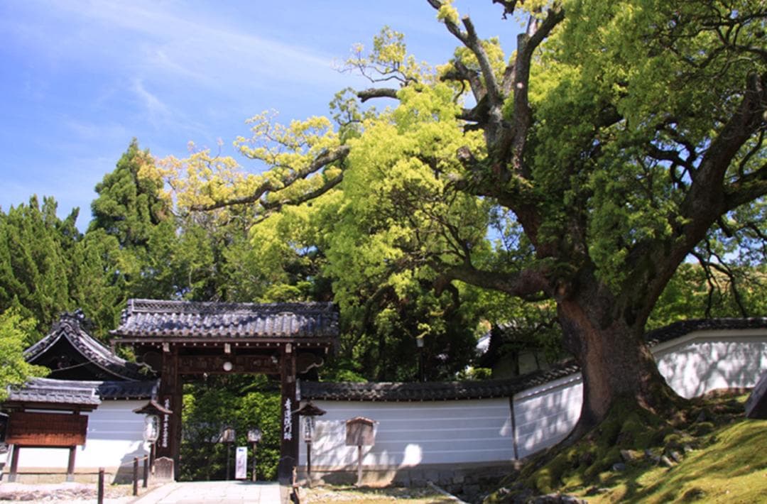【日本文史漫笔】只有京都人才懂的绝美秘境——青莲院