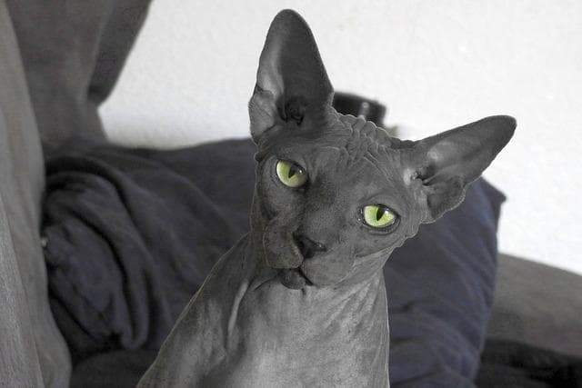 无毛猫为什么没有毛？揭示遗传秘密
