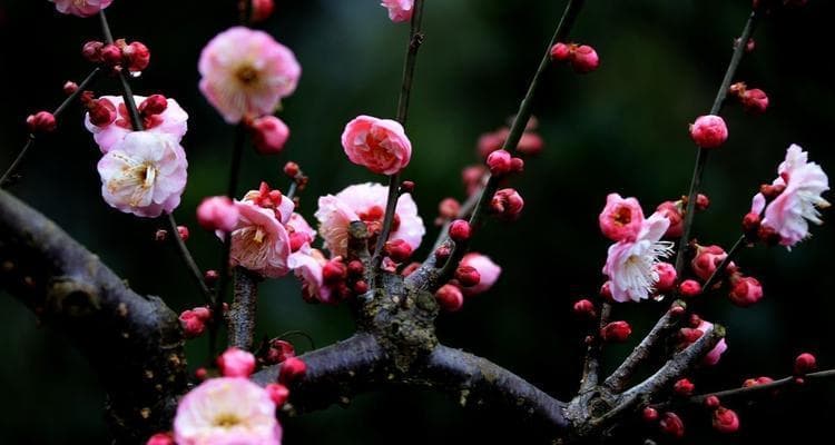 梅花的品质与象征（探索梅花的坚韧与纯洁之美）