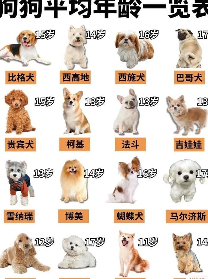 狗狗尺寸对照表大全图（狗一般大小有多大）