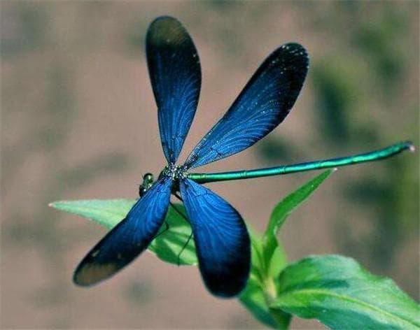 揭秘：蜻蜓比蝴蝶多多少？惊人真相！