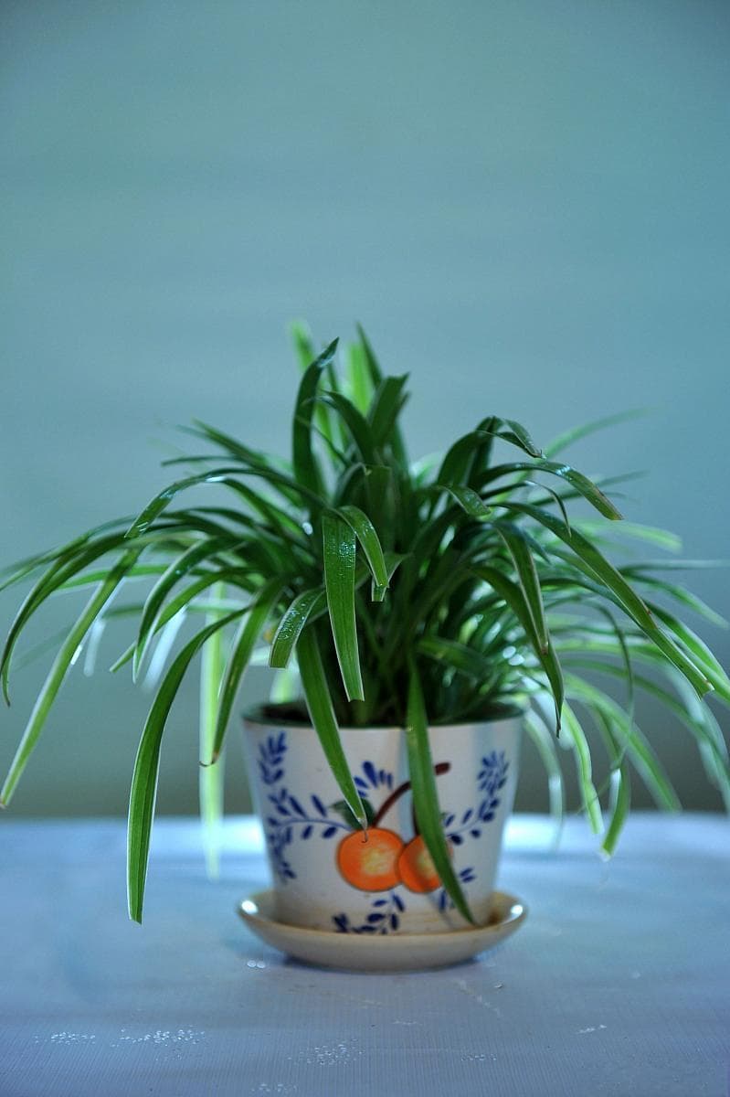科学家揭示：这些植物竟然能净化空气！