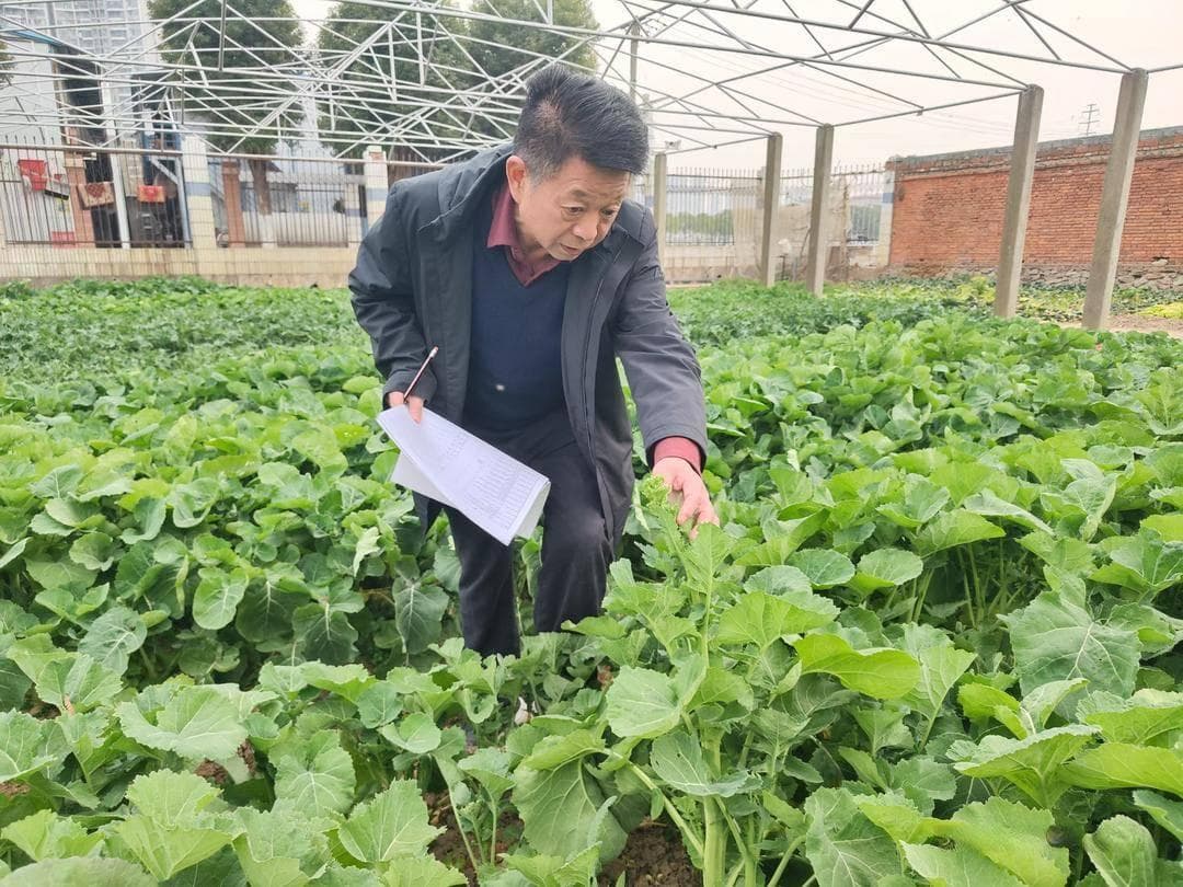 中国工程院院士王汉中：进一步提高油菜产量 选育“耐密型油菜”是难点｜院士上封面