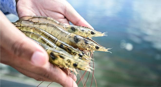 养殖虾都是吃抗生素、激素长大的？教你如何挑选安全虾