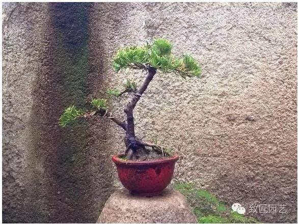 容易养活的16种微型盆景 总有一种适合你