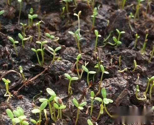 植物有性繁殖和无性繁殖方式讲解