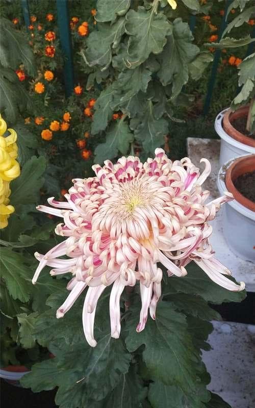 哀悼的花语：寄托哀思的花朵及其情感寓意