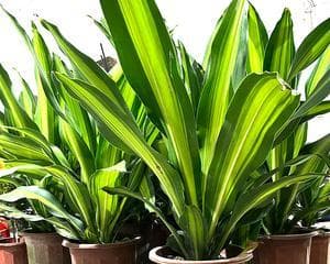 神似龙血树的植物盘点（探寻龙血树族群的亲缘植物）