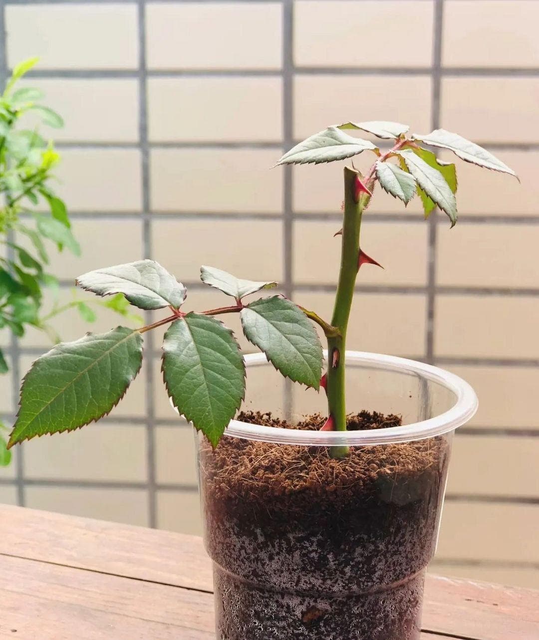春天不扦插，快乐少一半！这7种花趁现在快扦插，沾土就生根