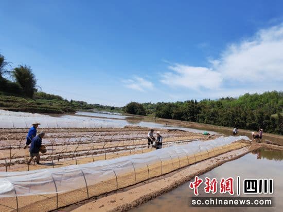 泸州泸县：守好农业“芯” 闯出新“稻”路