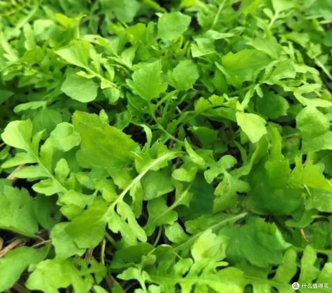 春季野菜正当季：探索荠菜的食谱与健康益处